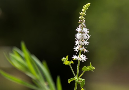 Black Cohosh: A Natural Alternative to Hormone Therapy